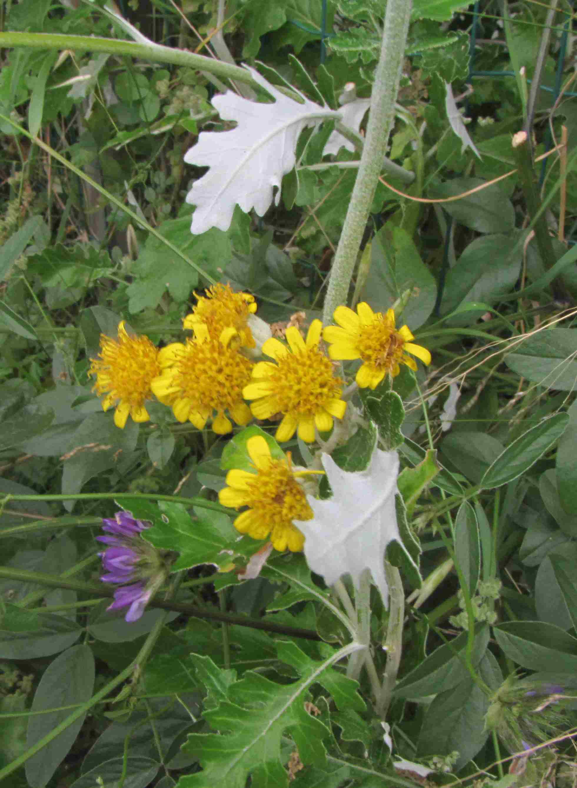 asteracea ad ischia - Senecio cfr. bicolor